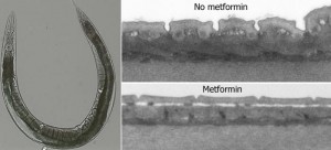 roundworm-model-for-metformin