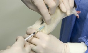 Injection