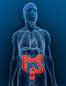The colon and rectum are part of our body's digestive system, collectively they are also called as the large bowel.