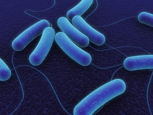 illustration-of-bacteria