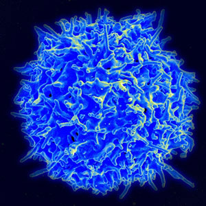 Scanning electron micrograph of a human T lymphocyte (also called a T cell) from the immune system of a healthy donor. Source: National Institute of Allergy and Infectious Diseases (NIAID).