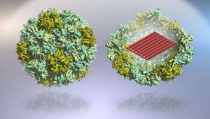 Virus-protein covered DNA origami nanostructures. With the support of protein encapsulation, DNA origamis could be transferred into human cells a lot more effectively.image: Veikko Linko and Mauri Kostiainen.