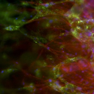The investigators identified that the laboratory-generated blood vessels (in green) were capable to make new connections with sprouts protruding from the rat aorta tissue (in red). Image credit: Tiago Fortunato/University of Bath